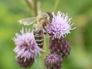 Bee pollinating a flower