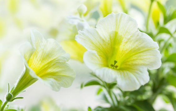Petunien / Petunia