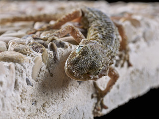 Gecko, crawling up a wall 