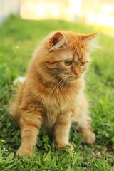 Redhead long hair cat on grass