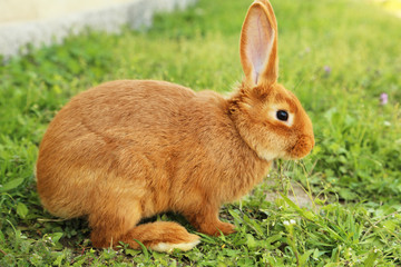 Young red rabbit on grass