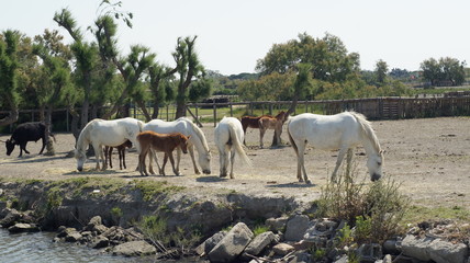 Fototapeta premium Chevaux de Camargue