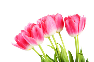 Pink tulips on white background