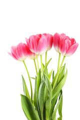 Fototapeta premium Pink tulips on white background