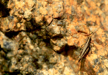 grasshopper on stone