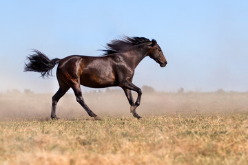 Black young horse run in field with clouds of dust