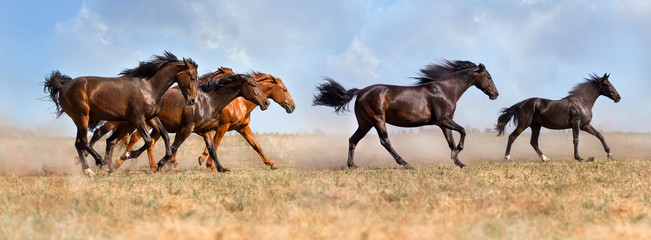 Group of  beautiful horse run gallop on field with dust