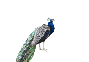 Naklejka premium The peacock