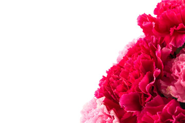 pink and red carnations flower