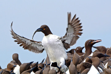 Guillemots, Farne Islands Nature Reserve, England