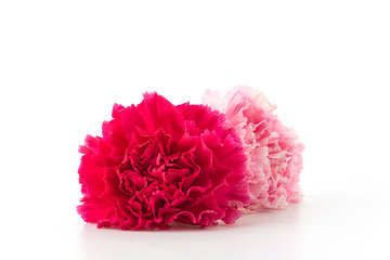 pink and red carnations flower