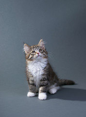 Obraz premium Katzenbaby