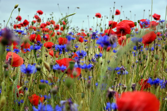 Mohnblumen und Kornblumen