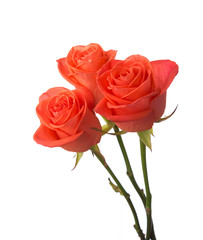 Three orange roses isolated on white background.