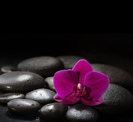 Fototapeta na wymiar Purple orchid laying on wet black stones. Spa concept. LaStone Therapy