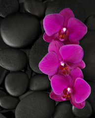 Fototapeta na wymiar Three orchids lying on black stones. Viewed from above. Spa concept. LaStone Therapy
