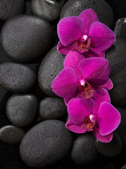 Fototapeta na wymiar Three purple orchids lying on wet black stones.Viewed from above. Spa concept. LaStone Therapy