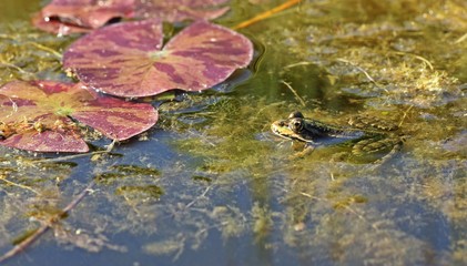 Teichfrosch zwischen Seerosenblättern
