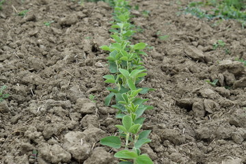 Soy field. 
