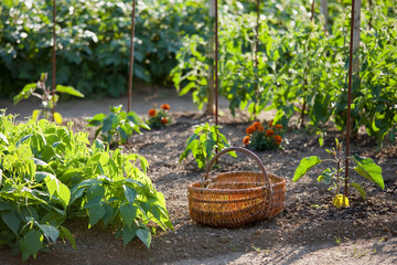 Légumes au potager