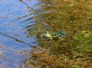 Schwimmender Teichfrosch 
