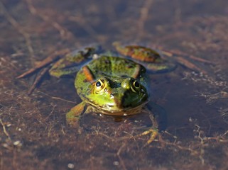 Schwimmender Teichfrosch 
