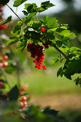 Johannisbeeren /  reife rote Beeren der Johannisbeere