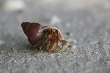 crab on sand beach coast
