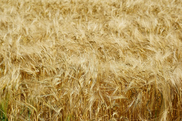 Trockene Gerste / getrockneten Getreideähren und Grannen von Gerste 