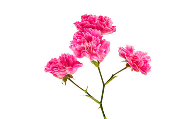 fresh small pink rose