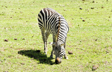 Grazing  Zebra