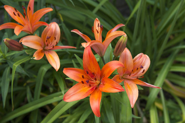 Fototapeta premium Dwarf Asiatic Lily Hybrid - Lilium 'Matrix'
