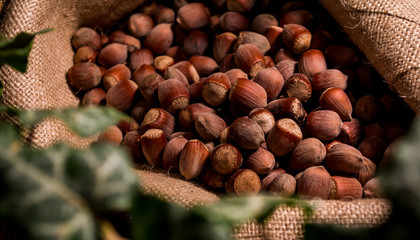 hazelnuts in a bag with ivy
