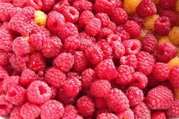the harvest raspberries