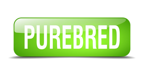 purebred green square 3d realistic isolated web button