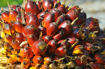 Close up of palm oil fruit bunch