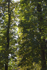 Obraz premium Milano, Parco Sempione