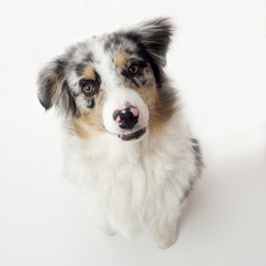 chien chat