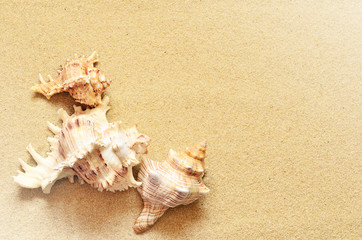 Naklejka na ściany i meble Sea shells with sand as background
