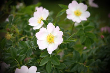 White rosa bloom