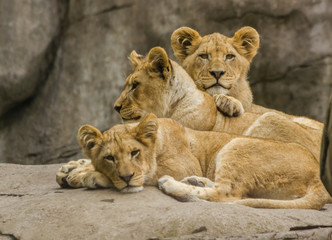 Fototapeta premium Lion cubs