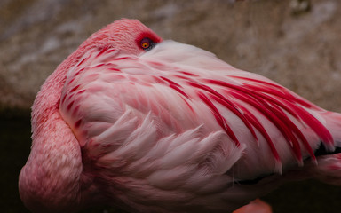 Fototapeta premium Flamingo 9165