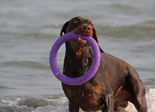 Doberman dog playing in the water.