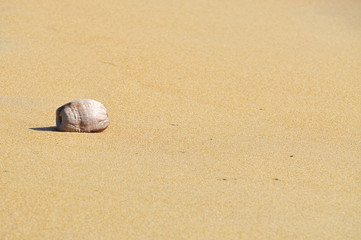 coconut on the sand at the beach with copy space area