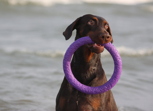 Doberman dog playing in the water.