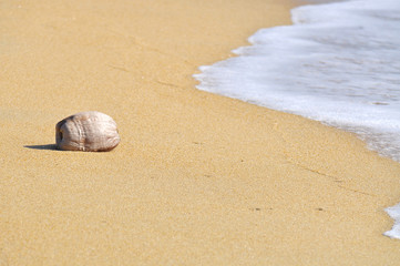 coconut at the beach with waves