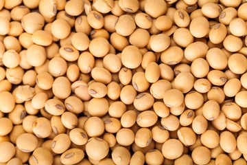 Soybean, Bean, Backgrounds.