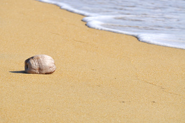 Fototapeta na wymiar coconut at the beach with waves