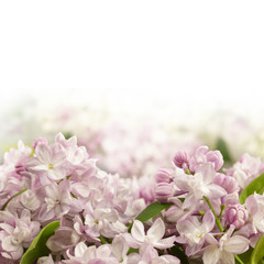 lilac flowers and empty space for your text