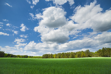 Fototapeta premium Agricultural landscape.